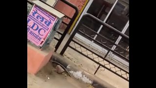 Desi panas Jaipur merah sari newal